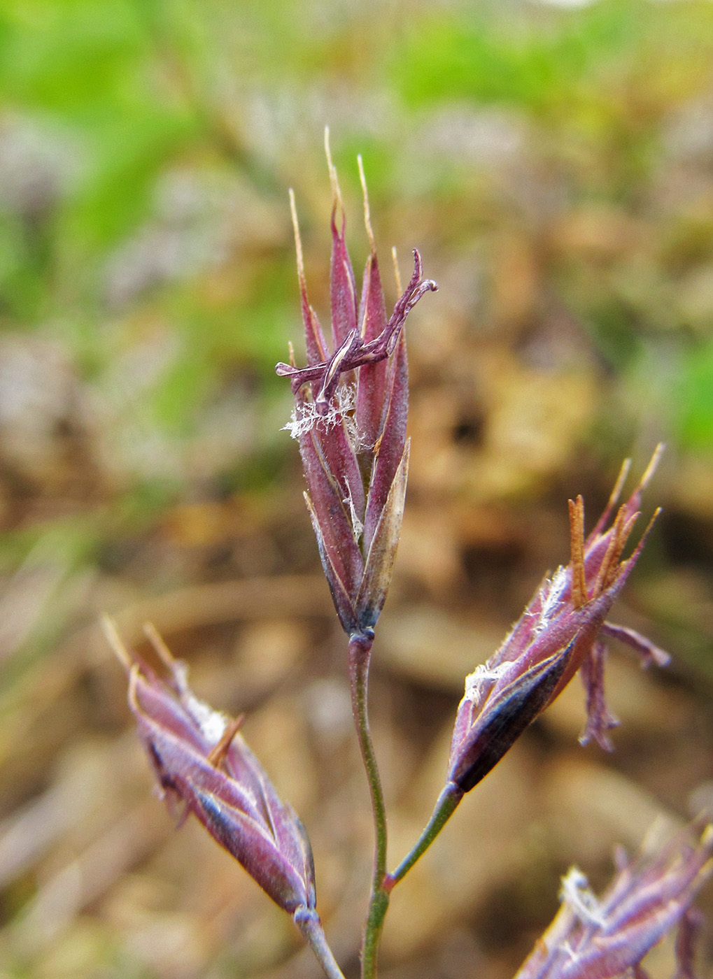 Изображение особи Festuca rubra.