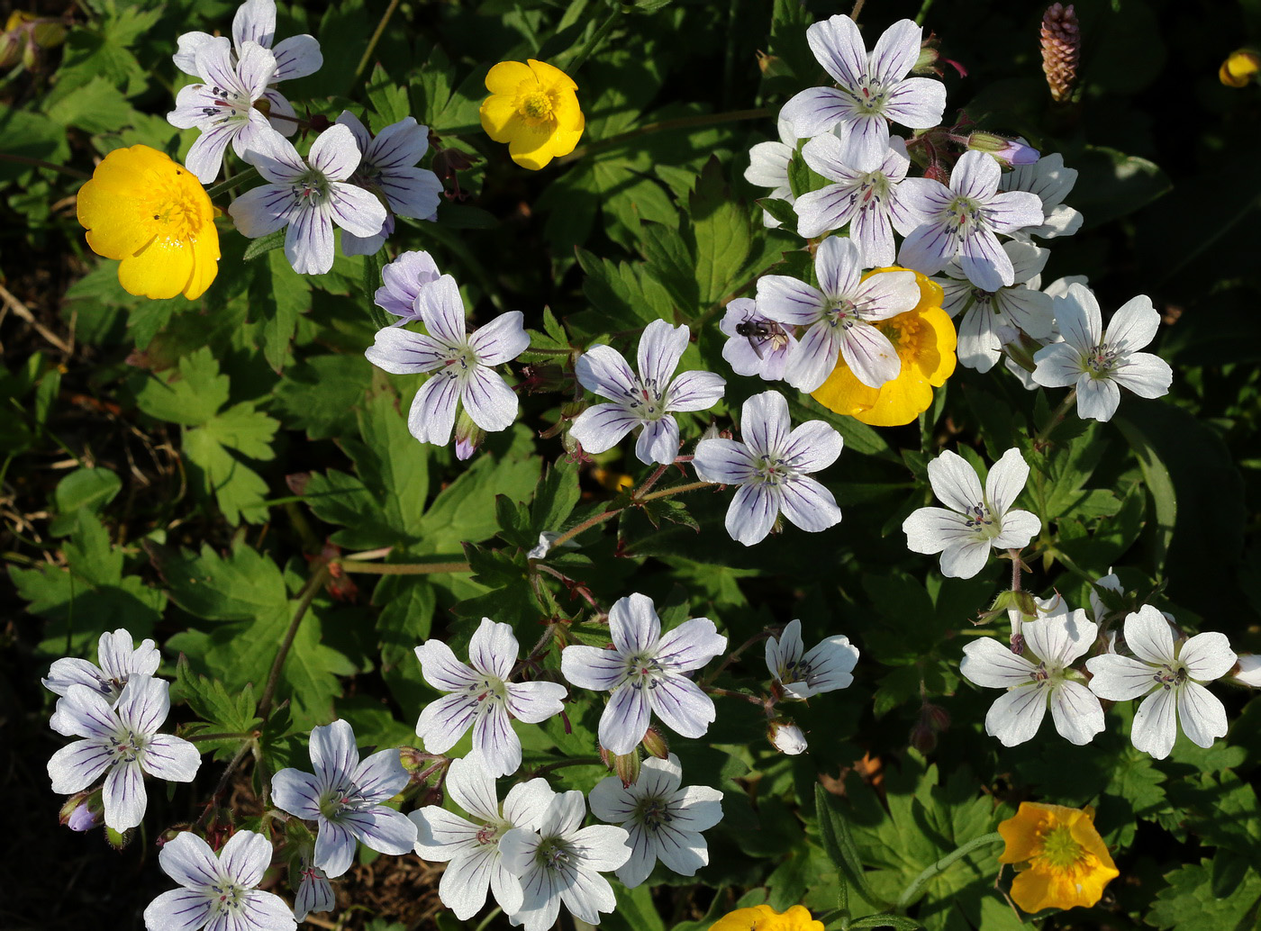 Image of Geranium krylovii specimen.