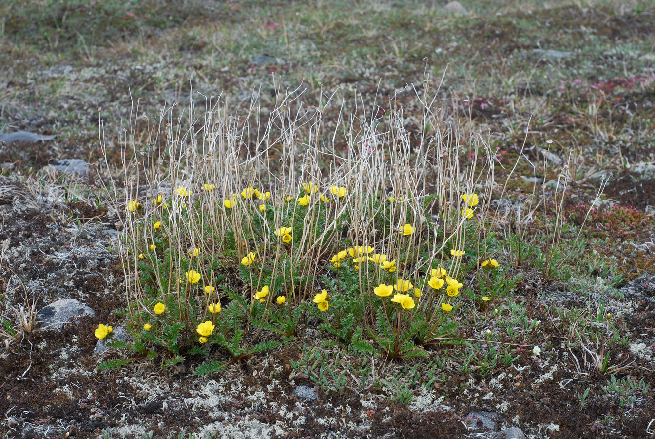 Изображение особи Acomastylis rossii.