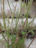 Epilobium palustre. Средняя часть растения с раскрывшимся плодом. Иркутск, площадь Конституции, подпорная стенка. 27.07.2017.