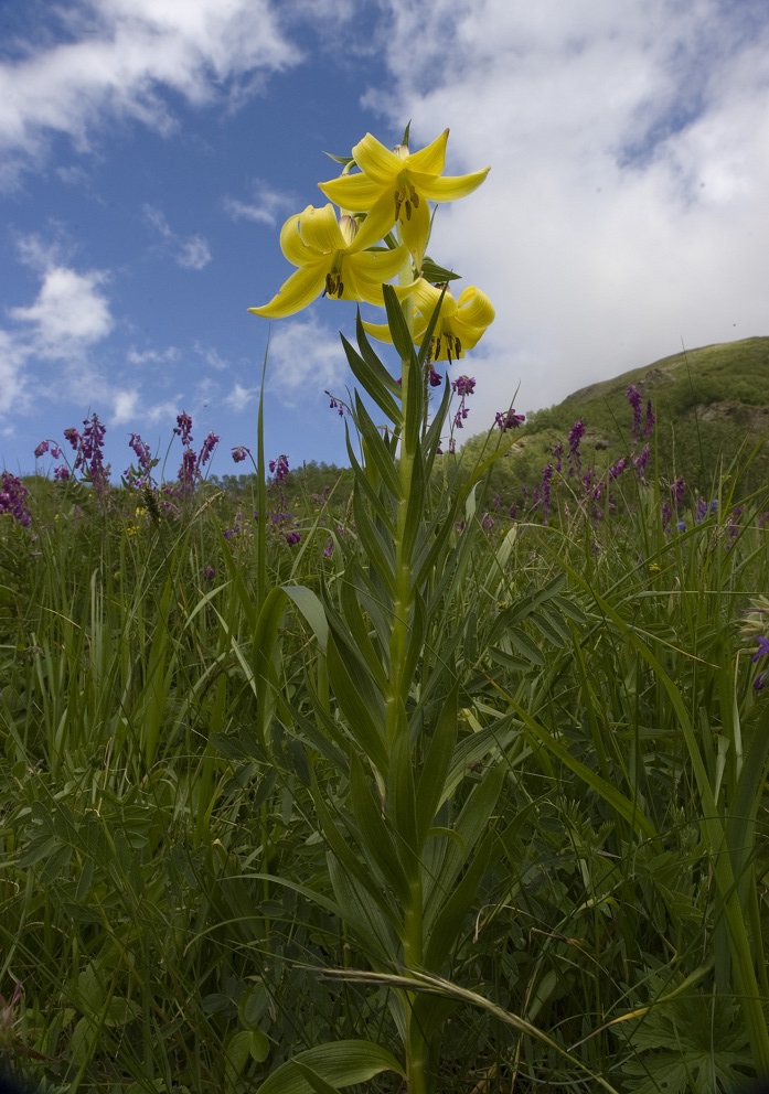 Image of Lilium monadelphum specimen.