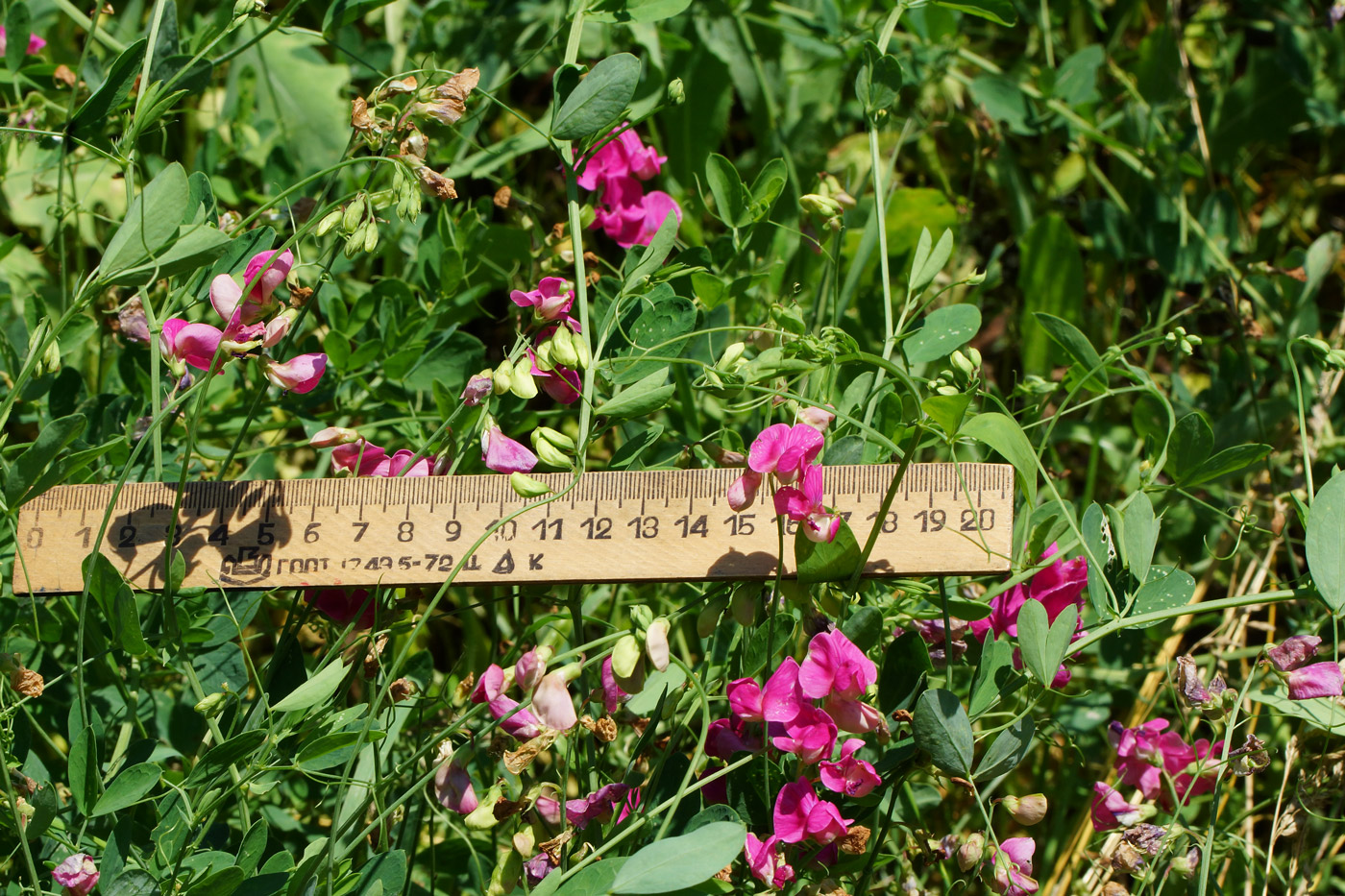 Image of Lathyrus tuberosus specimen.
