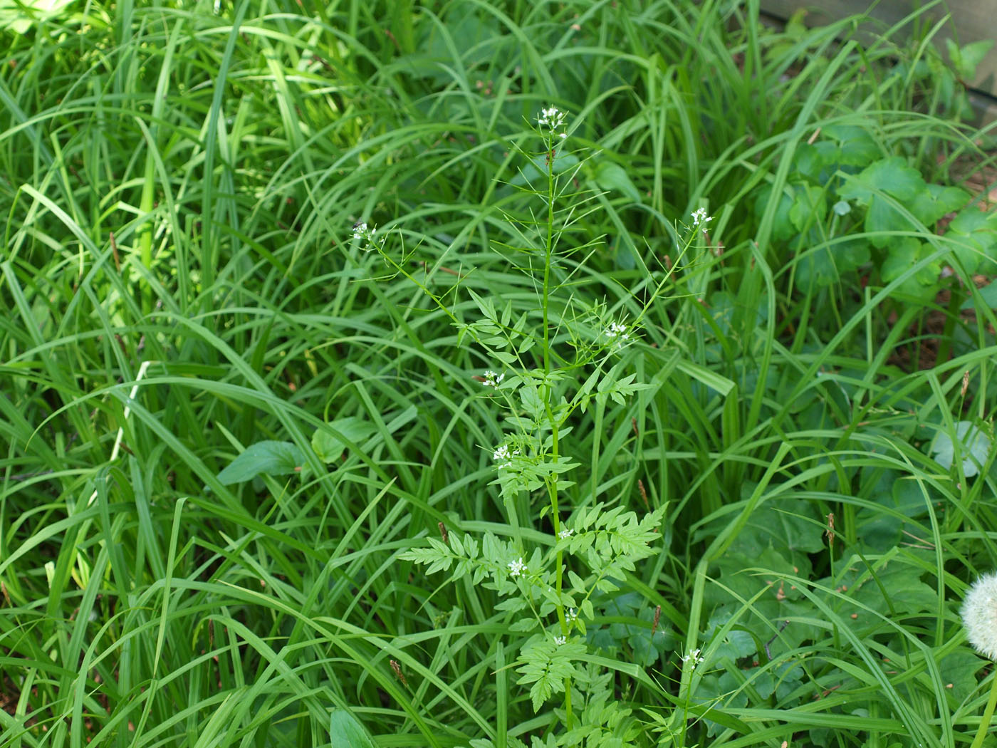 Image of Cardamine impatiens specimen.