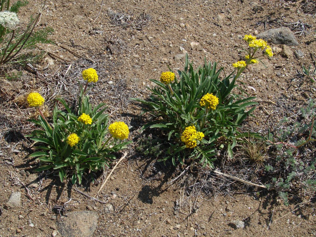 Image of Patrinia sibirica specimen.