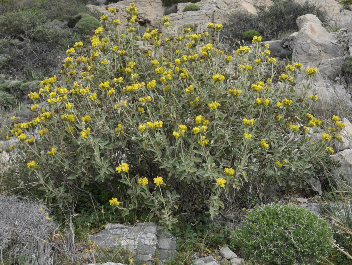 Изображение особи Phlomis fruticosa.