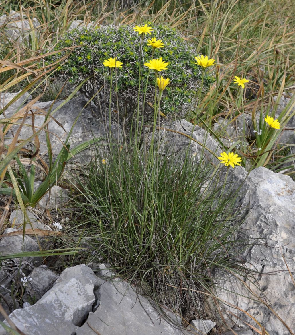 Image of genus Scorzonera specimen.