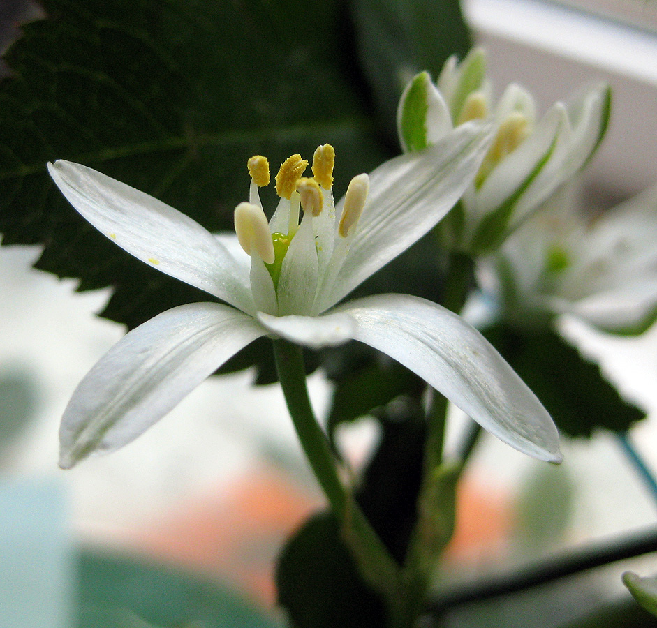 Изображение особи Ornithogalum kochii.