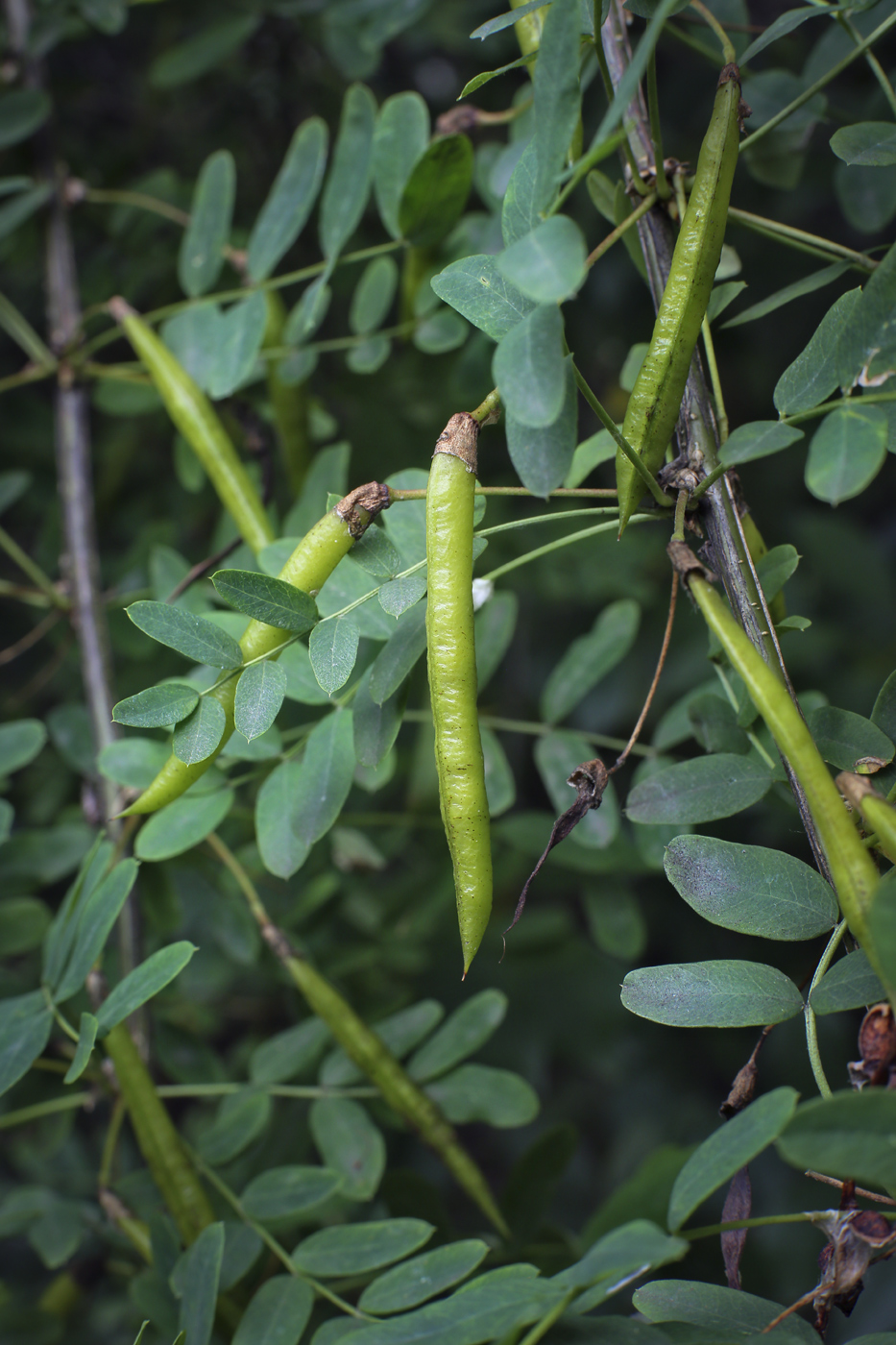 Image of Caragana arborescens specimen.