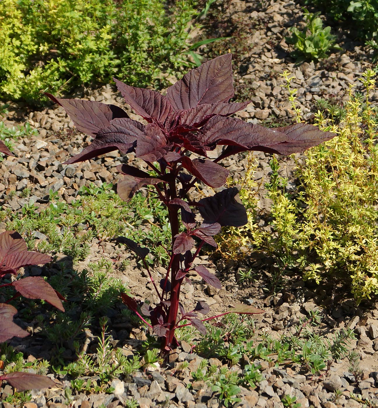 Изображение особи Amaranthus hypochondriacus.