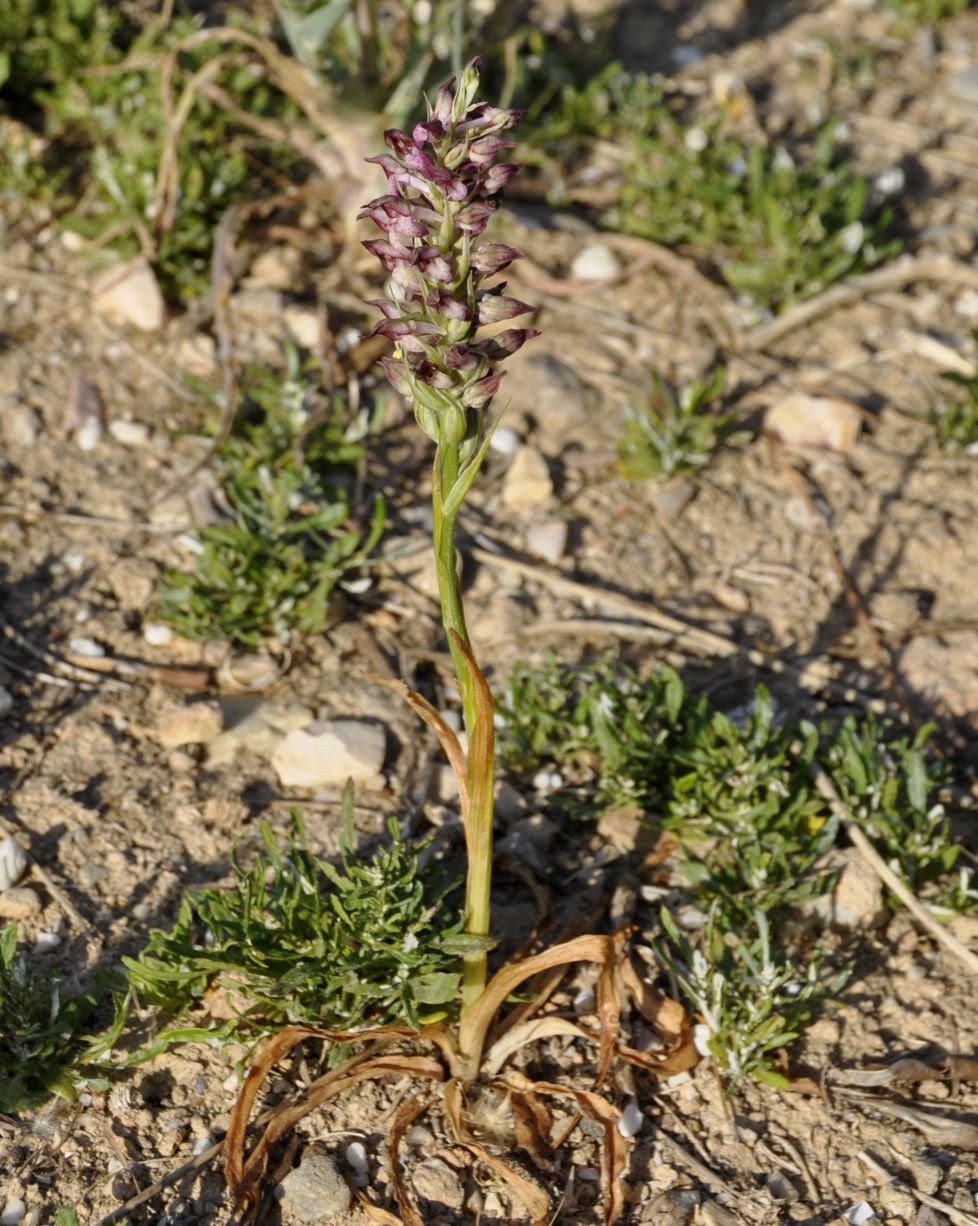 Image of Anacamptis coriophora ssp. fragrans specimen.