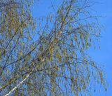 Betula pendula