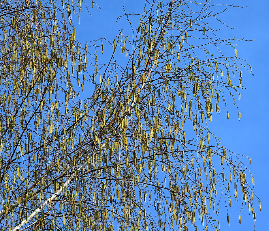 Изображение особи Betula pendula.