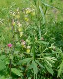 Thalictrum minus. Верхушка цветущего растения. Якутия, Мирнинский р-н, окр. пос. Светлый, левый берег р. Вилюй ниже Светлинской ГЭС. 21.06.2009.