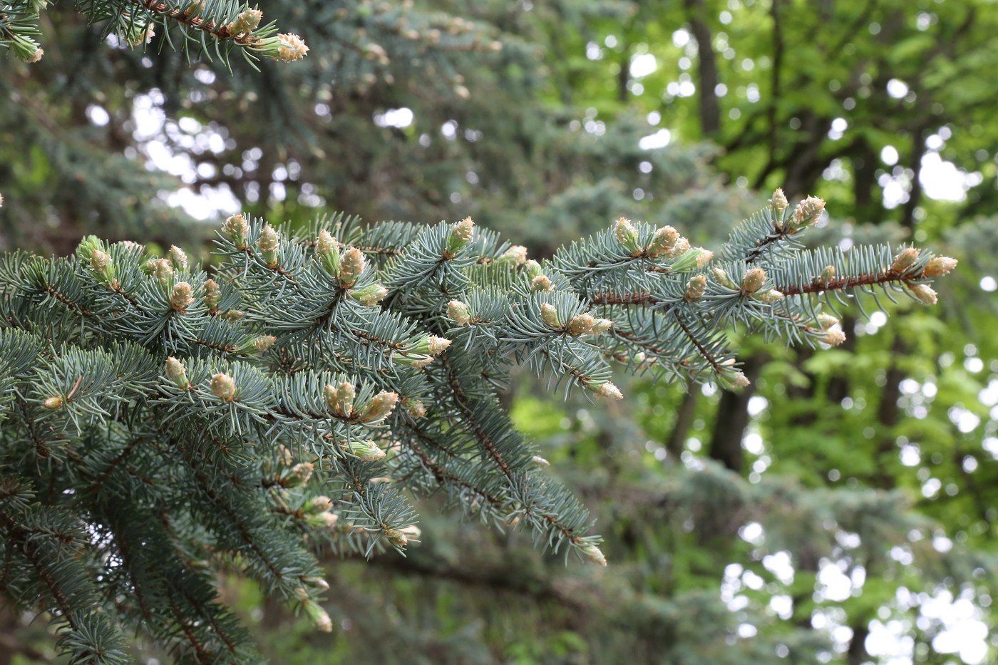 Изображение особи Picea pungens f. glauca.