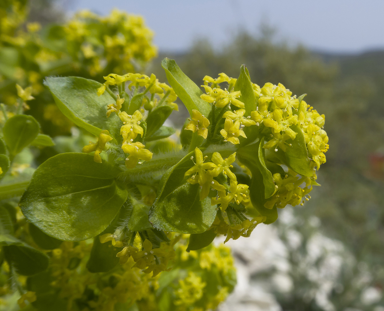 Image of Cruciata taurica specimen.