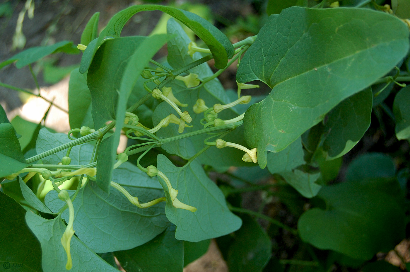 Image of Aristolochia clematitis specimen.