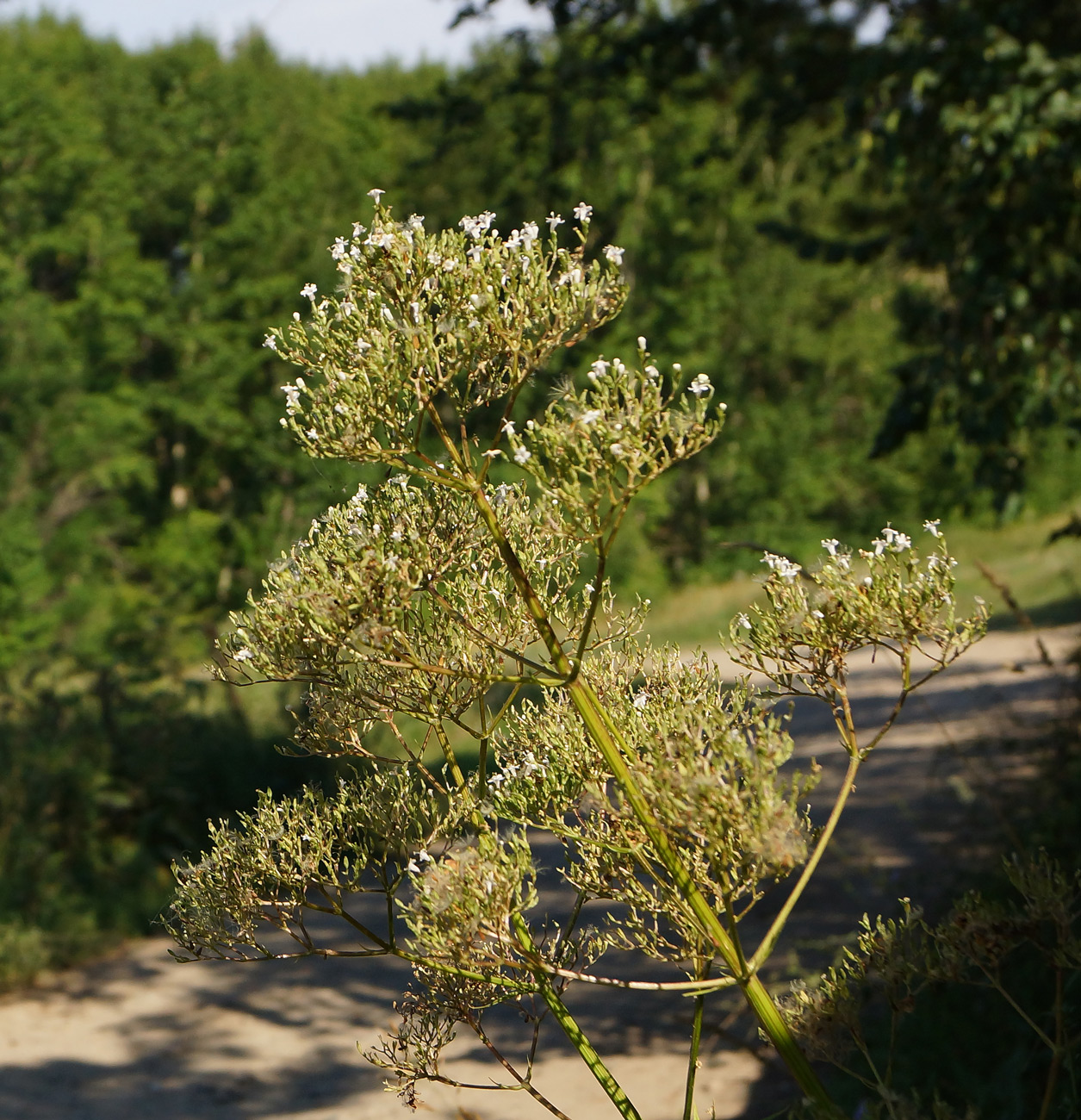 Изображение особи Valeriana dubia.