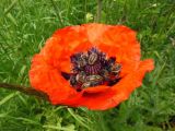 Papaver orientale