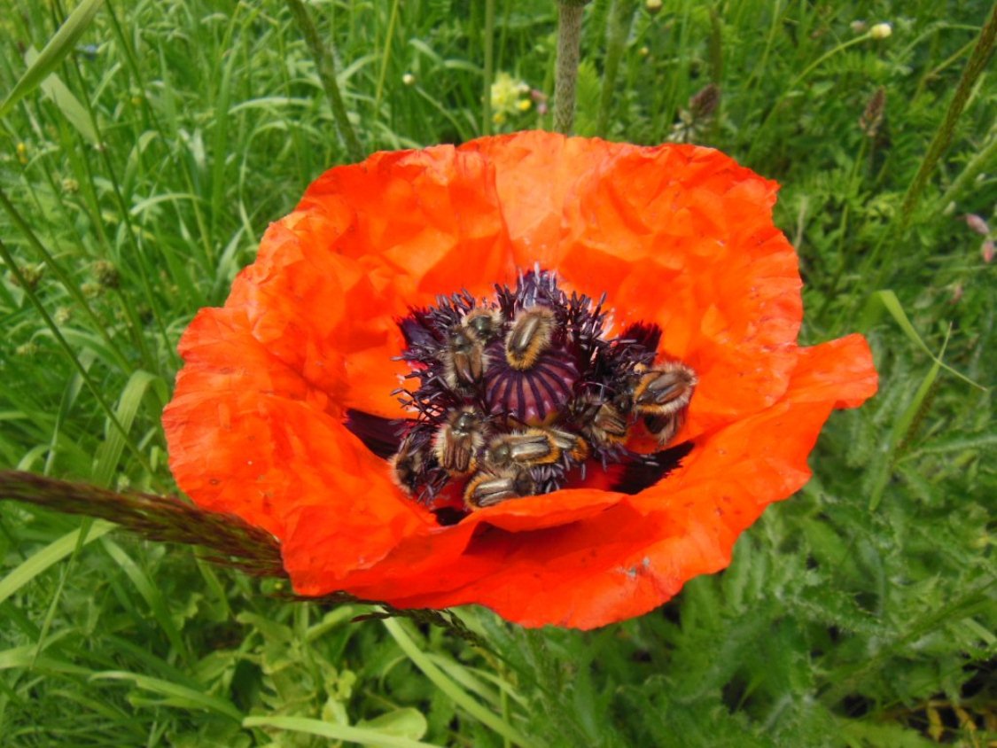 Изображение особи Papaver orientale.