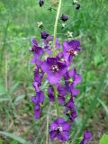 Verbascum phoeniceum