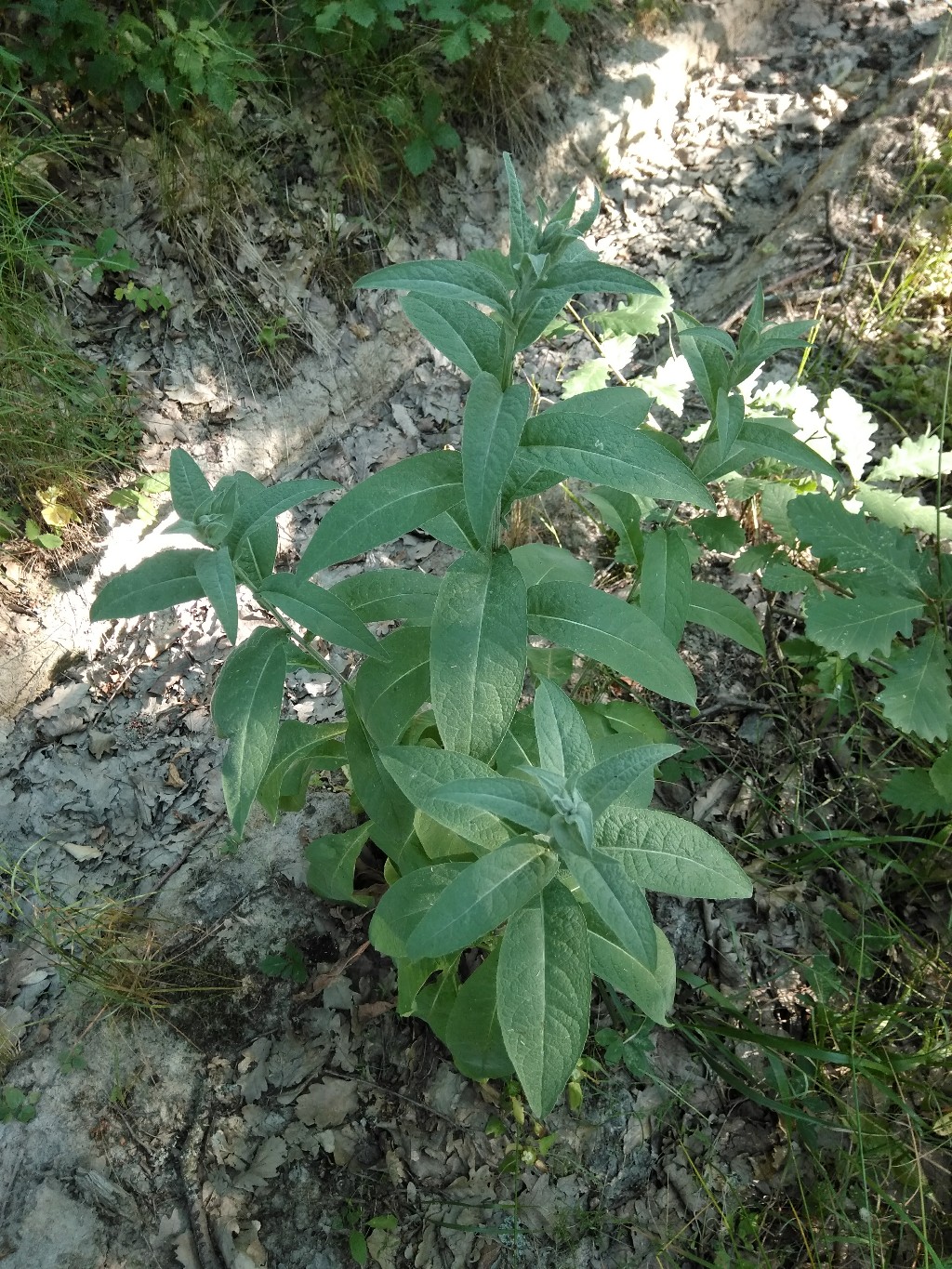 Image of genus Inula specimen.