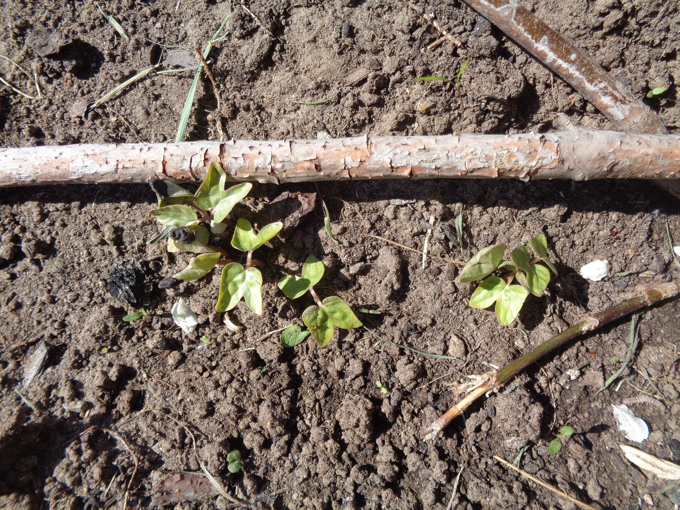 Изображение особи Ipomoea purpurea.