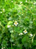 genus Euphrasia. Верхушки побегов с цветками. Санкт-Петербург, Пушкинский р-н, г. Пушкин, Баболовский парк, луговина. 28.07.2017.