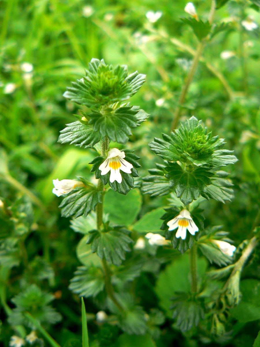 Image of genus Euphrasia specimen.