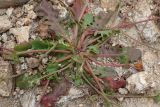 Crepis subspecies graeca