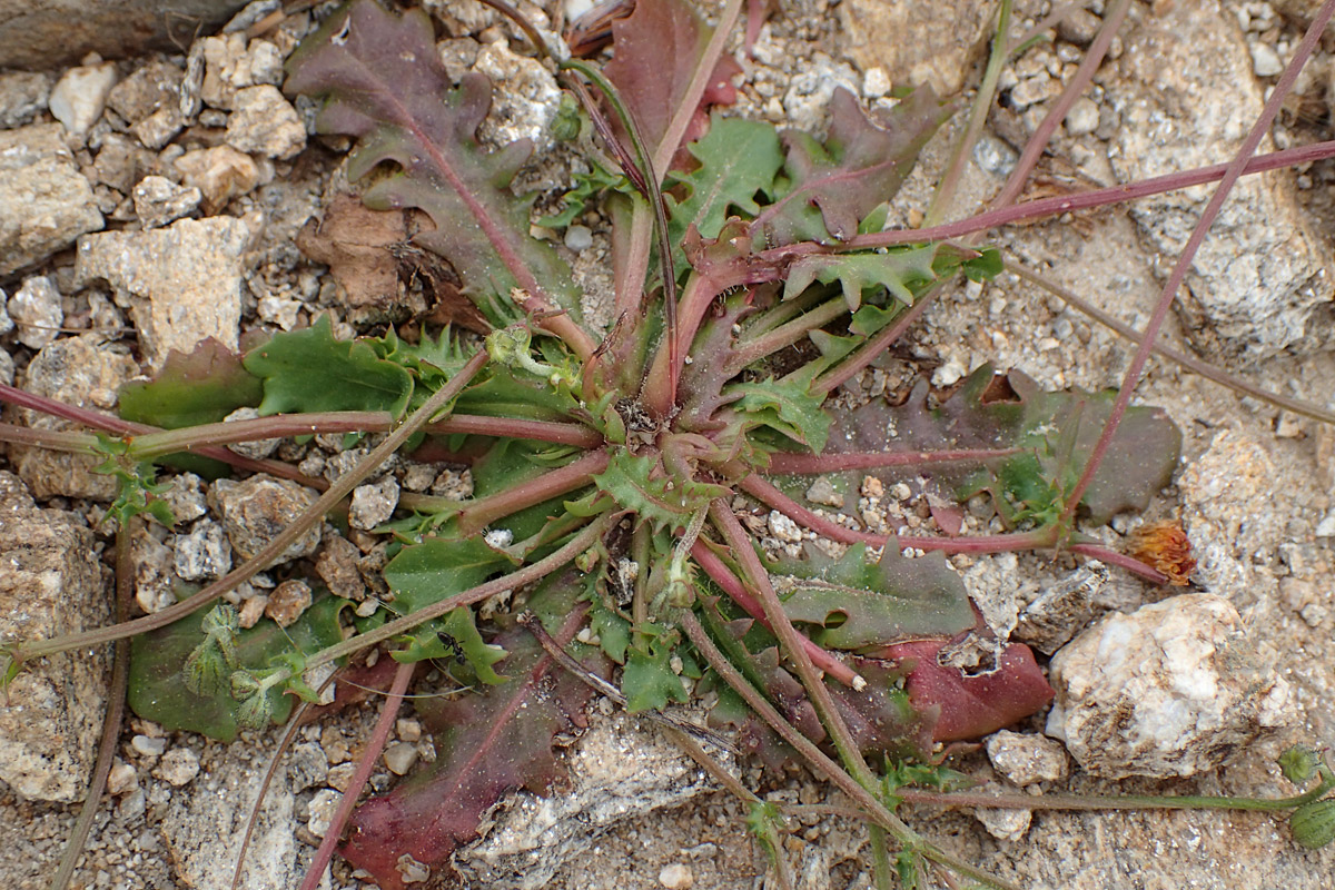 Изображение особи Crepis neglecta ssp. graeca.