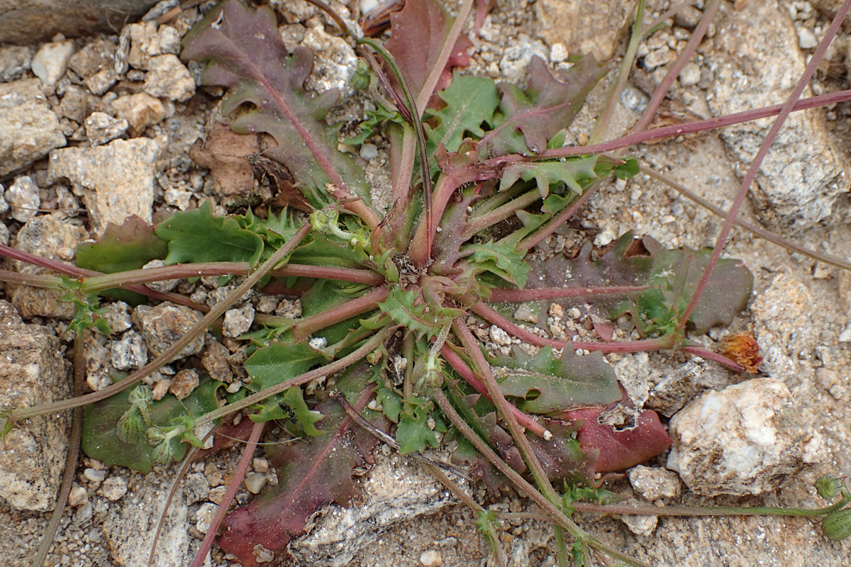 Image of Crepis neglecta ssp. graeca specimen.