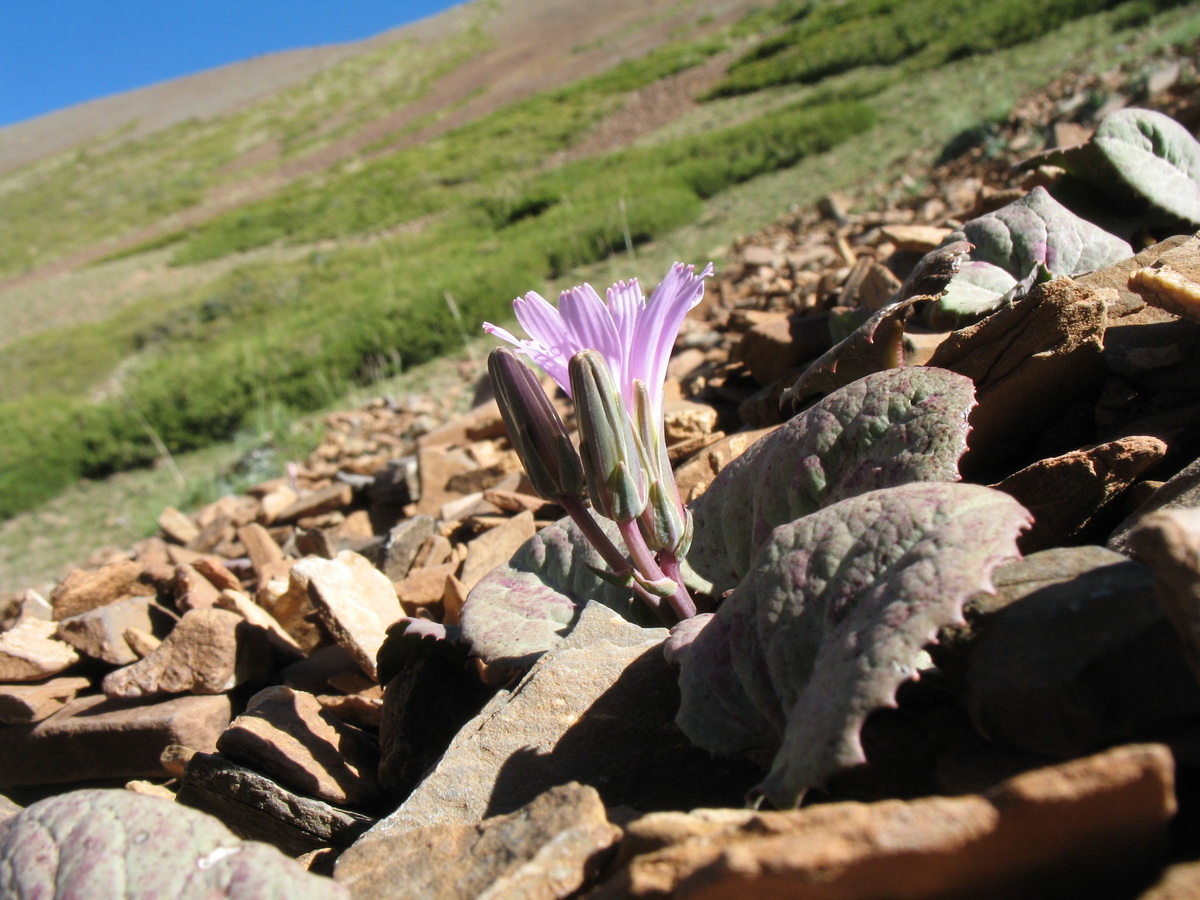 Image of Lactuca mira specimen.