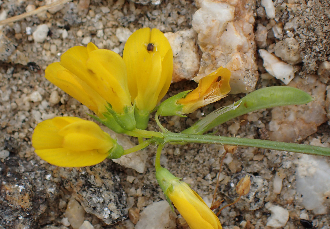 Image of Trigonella corniculata ssp. balansae specimen.