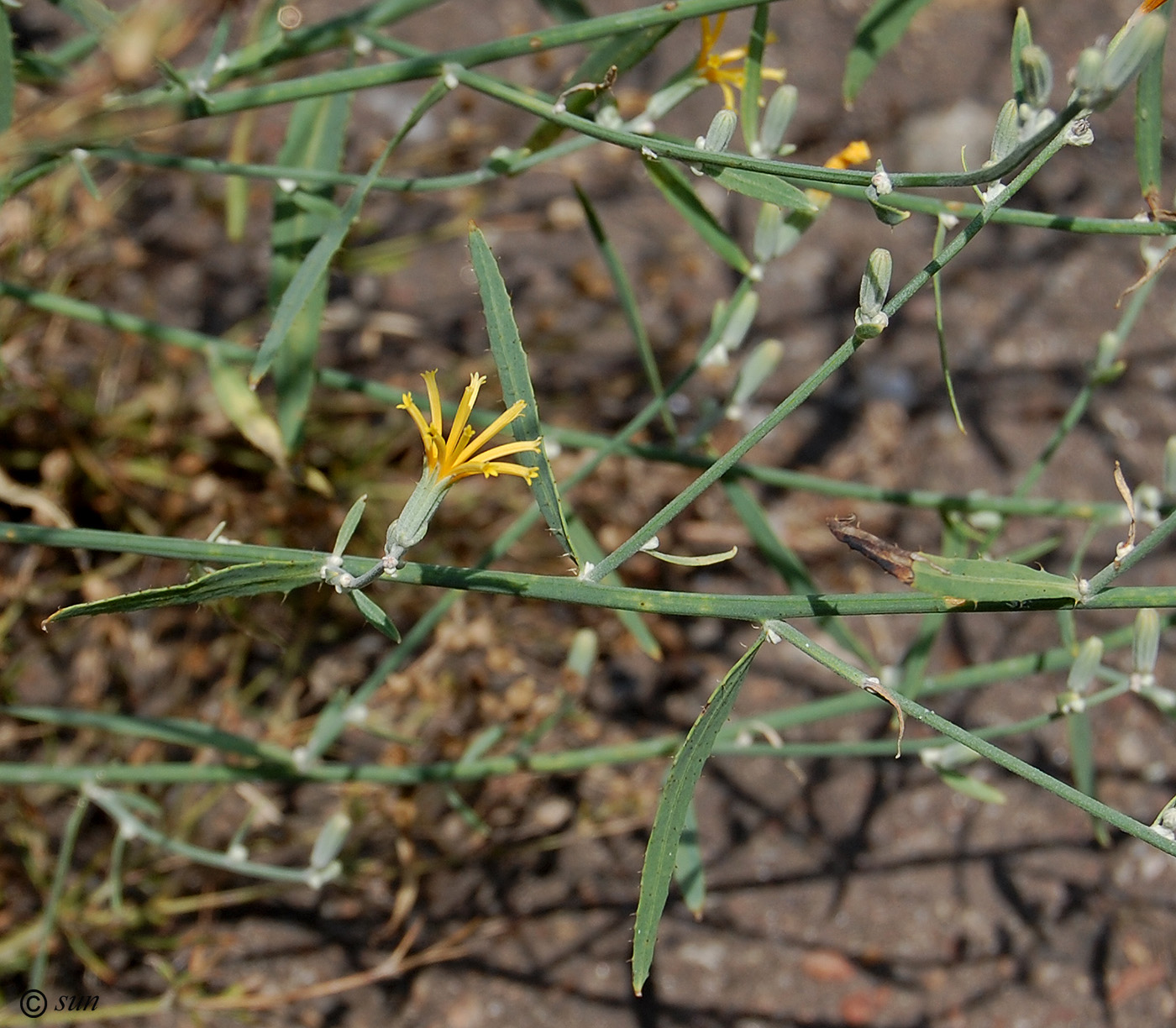 Image of genus Chondrilla specimen.