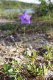 Campanula turczaninovii. Цветущее растение. Республика Саха (Якутия), Момский р-н, горная система Черского, хр. Улахан-Чистай, высокогорный массив Буордах, окр. оз. Кытын-Кюэль. 21.07.2012.