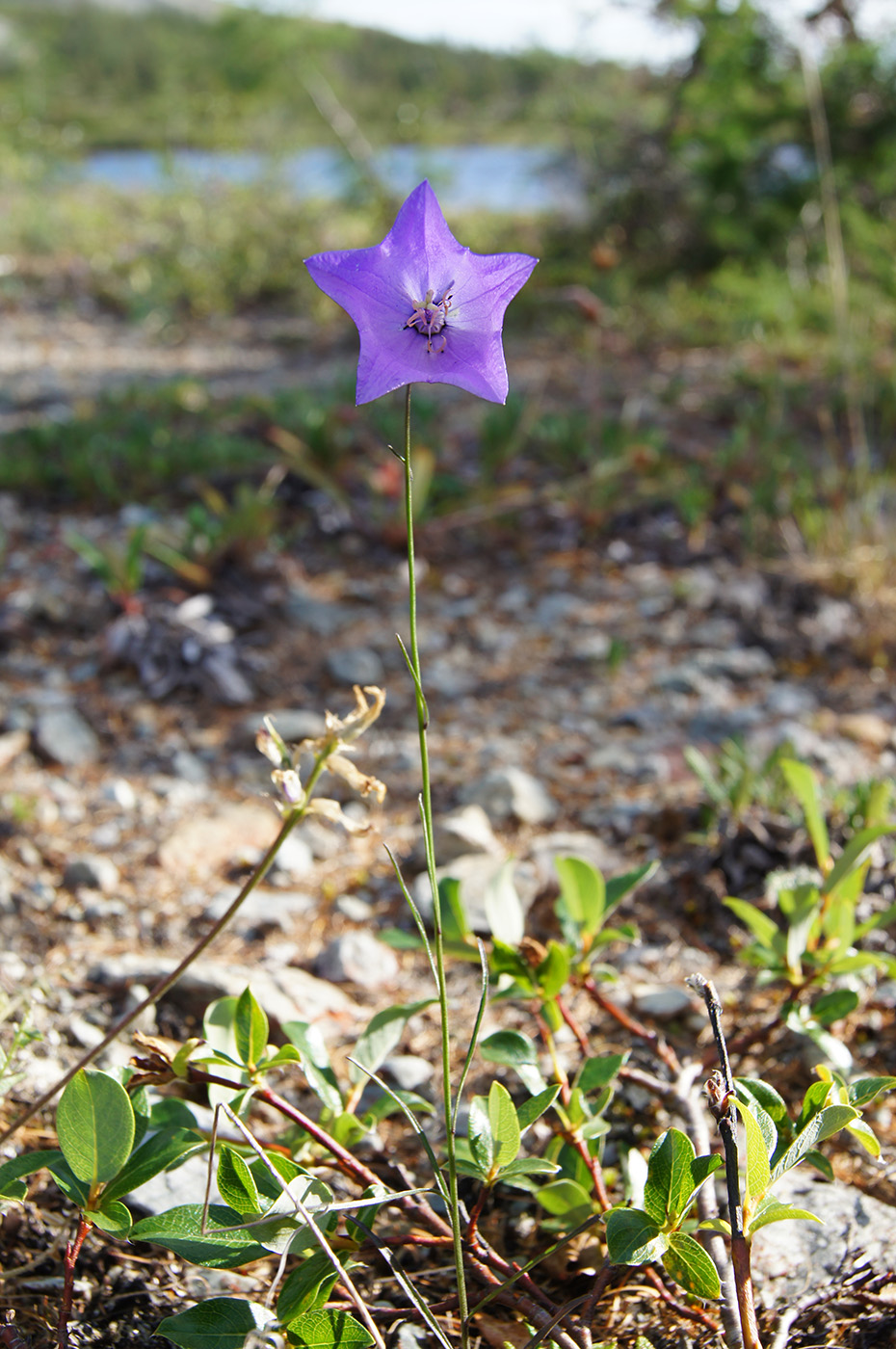 Image of Campanula turczaninovii specimen.