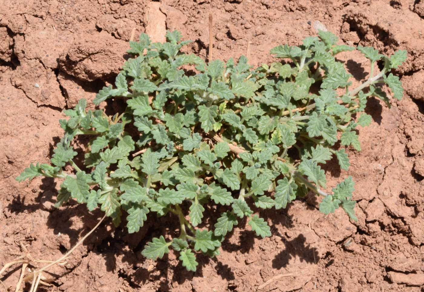 Image of genus Scutellaria specimen.