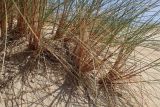 Ammophila arenaria ssp. arundinacea