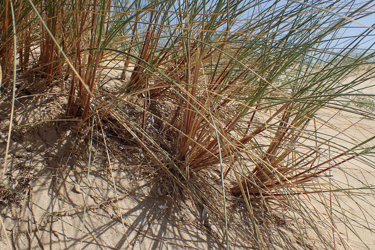 Image of Ammophila arenaria ssp. arundinacea specimen.