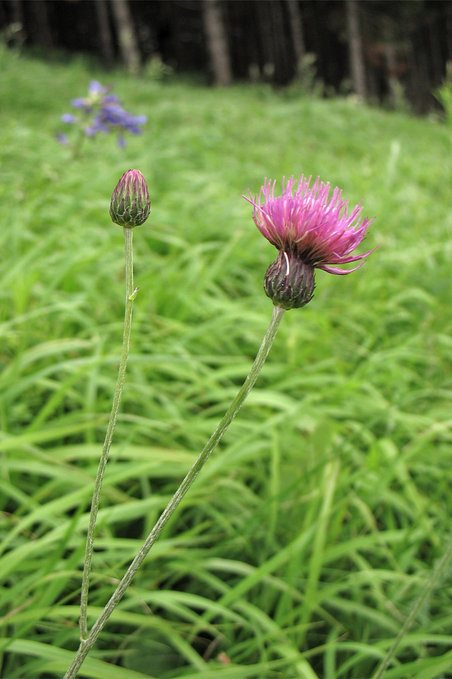 Изображение особи Cirsium pannonicum.