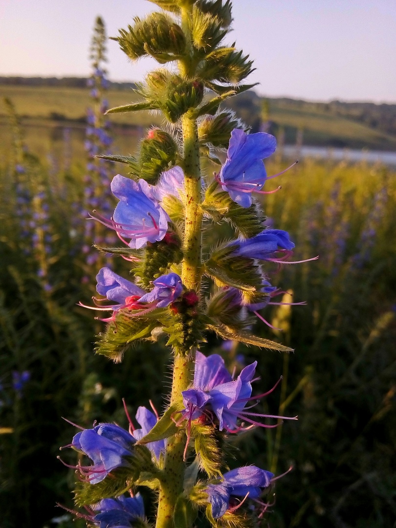 Изображение особи Echium vulgare.