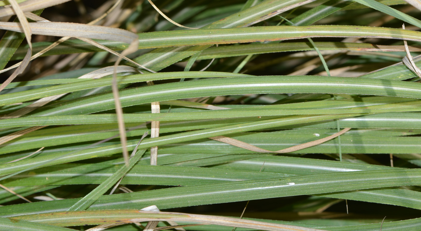 Изображение особи род Miscanthus.