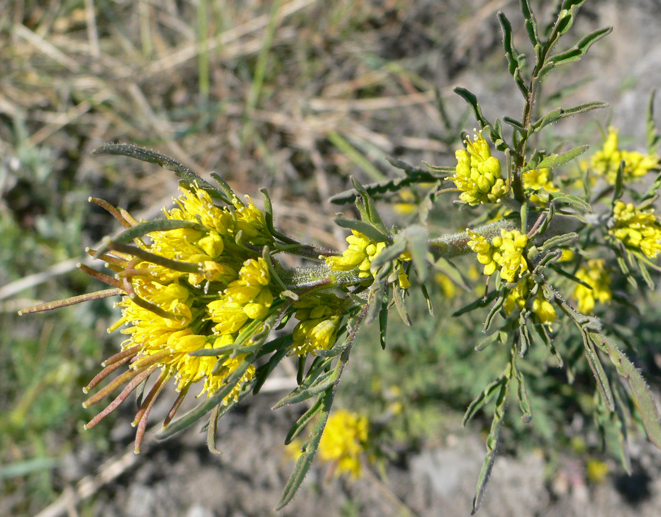 Image of Descurainia sophioides specimen.