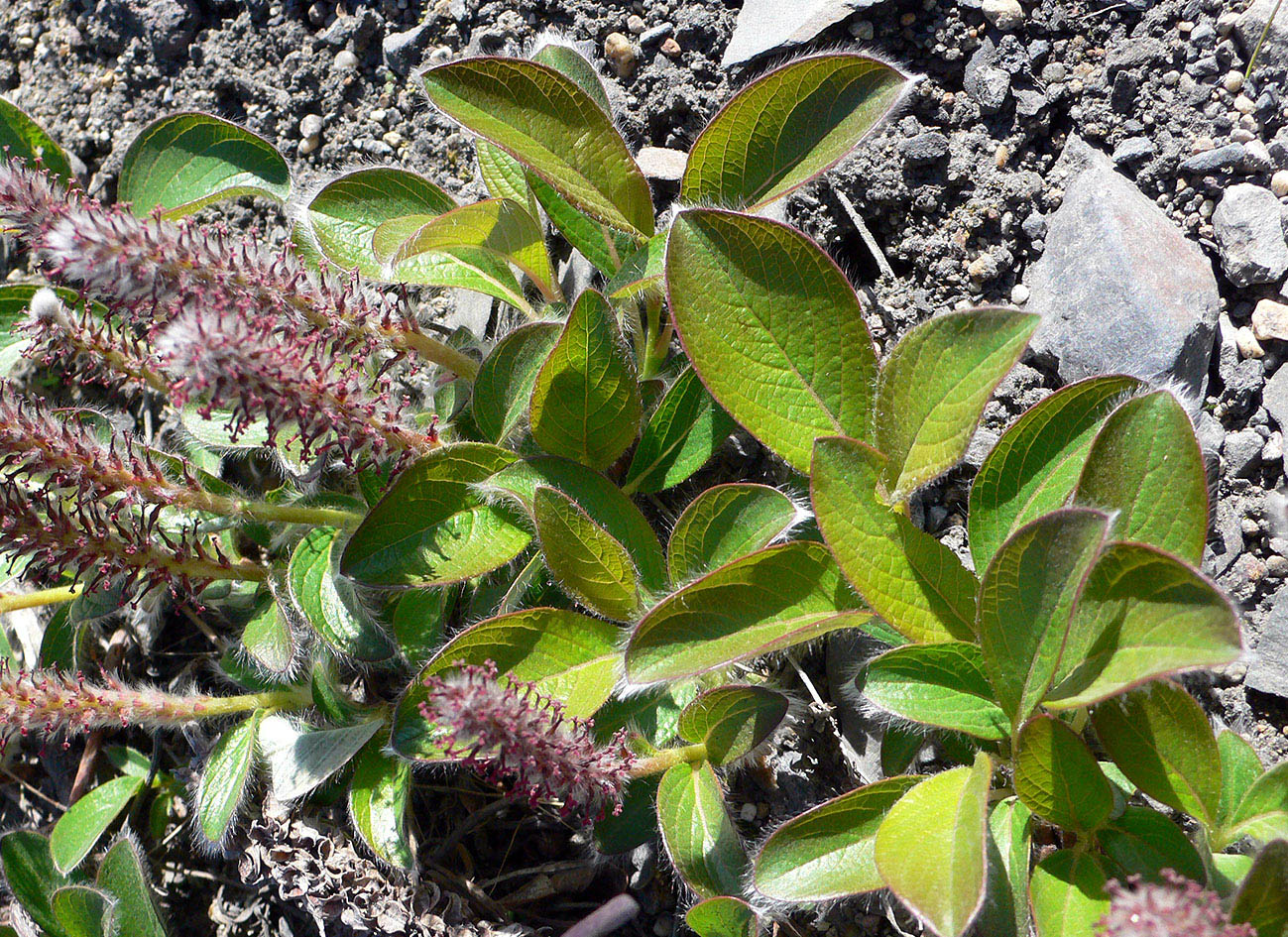 Image of genus Salix specimen.