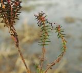 Empetrum stenopetalum