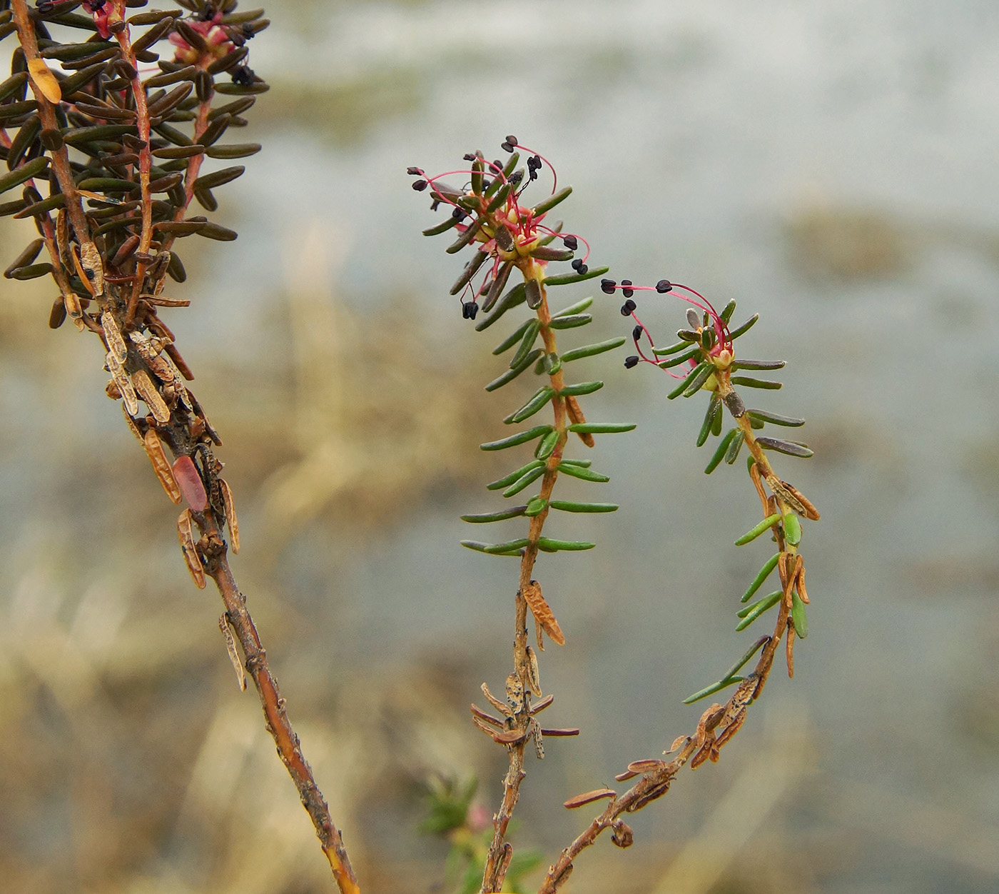 Image of Empetrum stenopetalum specimen.