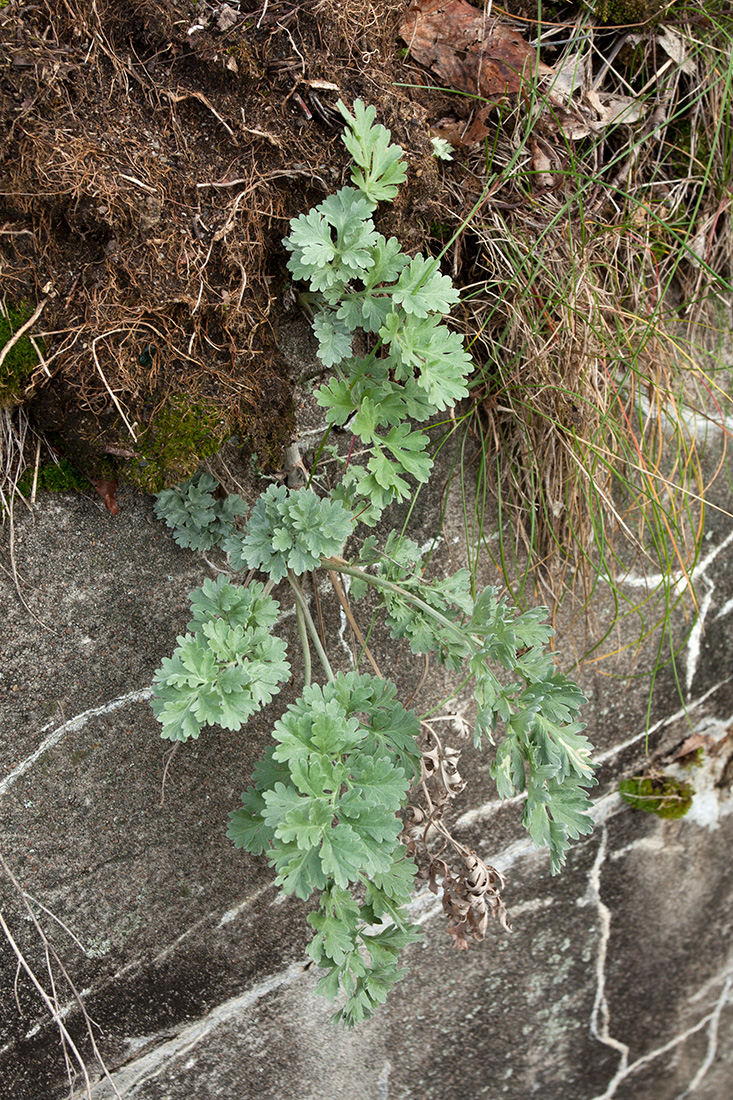 Image of Artemisia absinthium specimen.