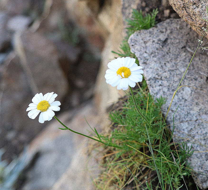 Image of Pyrethrum ordubadense specimen.