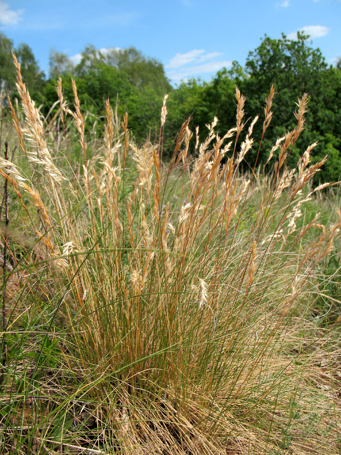 Image of Helictotrichon desertorum specimen.