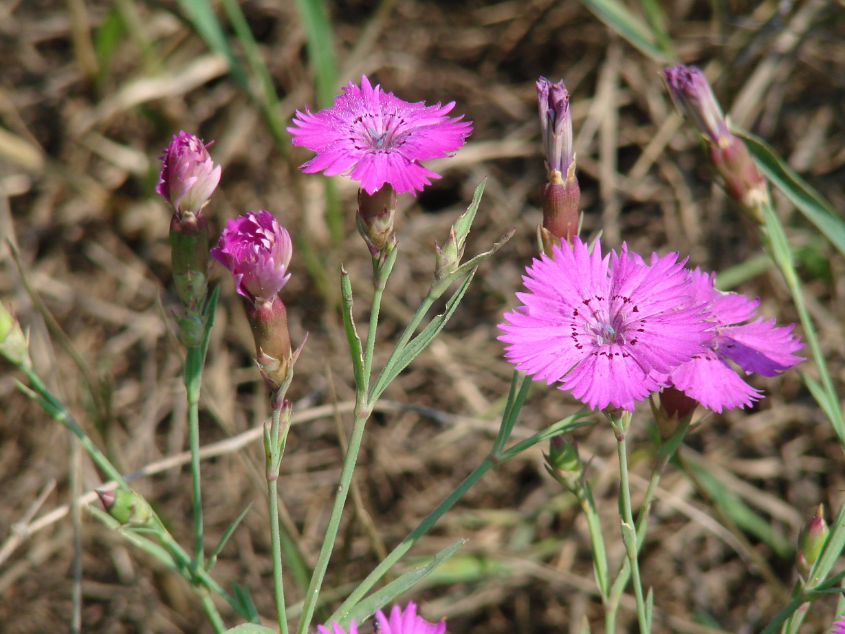 Изображение особи Dianthus versicolor.